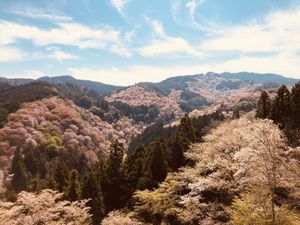近くにいるのに一度も行ったことがなかった吉野。
コロナ禍でしたが大混雑でし...