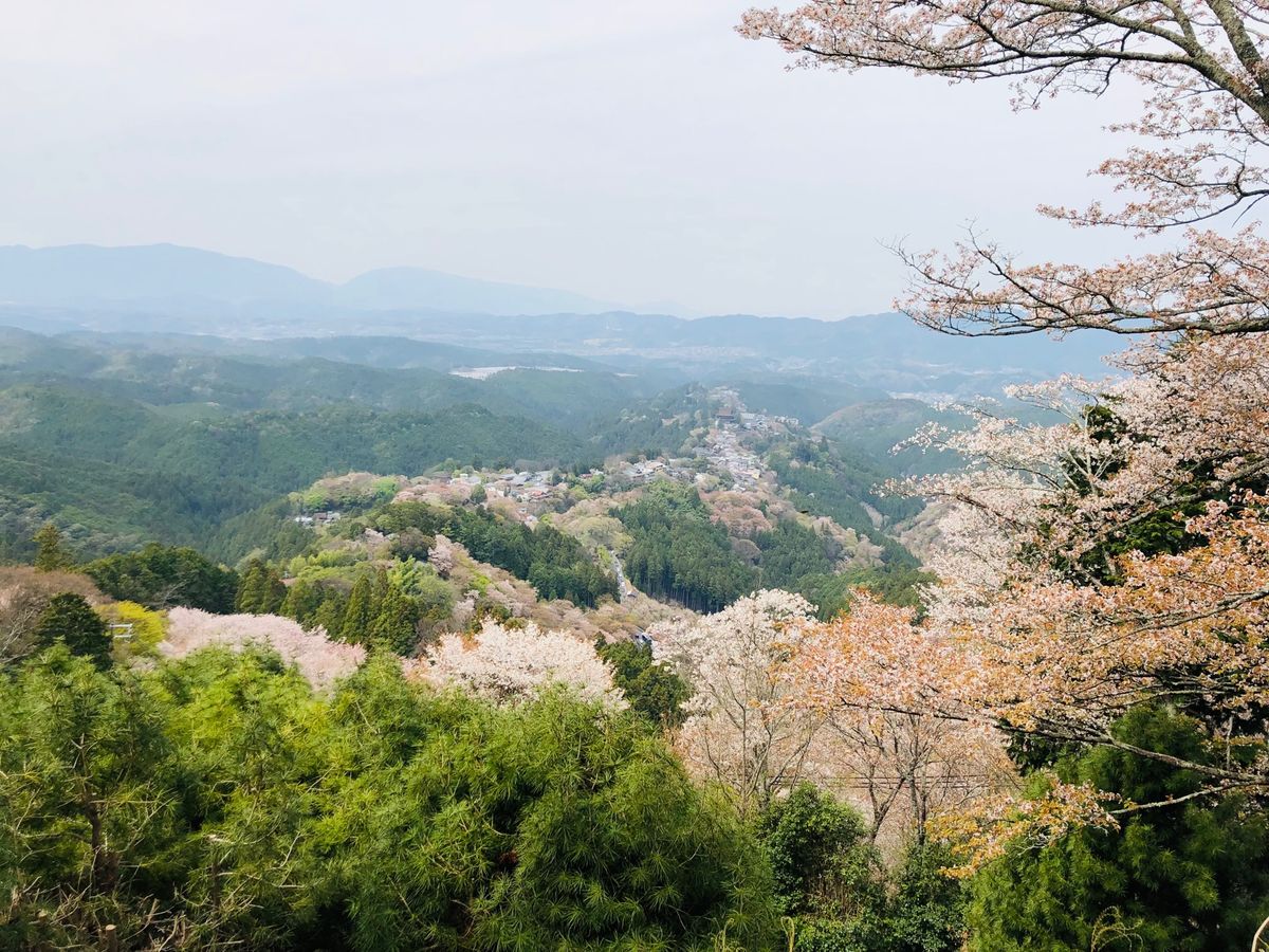 近くにいるのに一度も行ったことがなかった吉野。
コロナ禍でしたが大混雑でし...