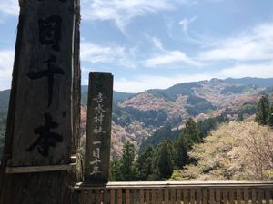 近くにいるのに一度も行ったことがなかった吉野。
コロナ禍でしたが大混雑でし...