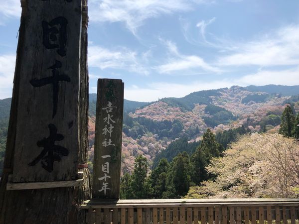 日本・奈良県「吉野の桜」の写真：近くにいるのに一度も行ったことがなかった...