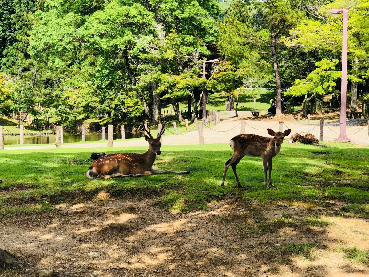 奈良公園と志津香の釜飯