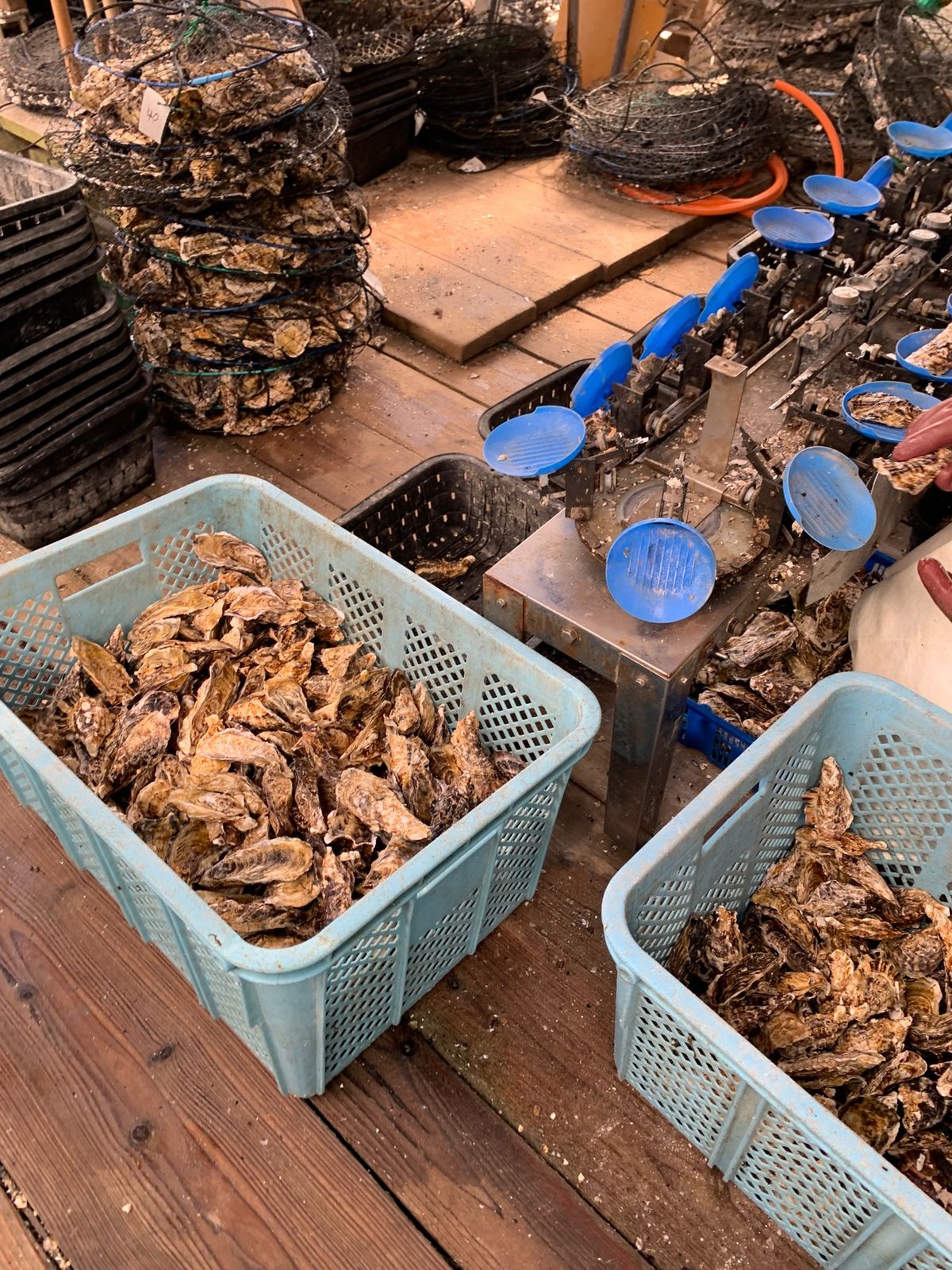 佐世保
牡蠣小屋