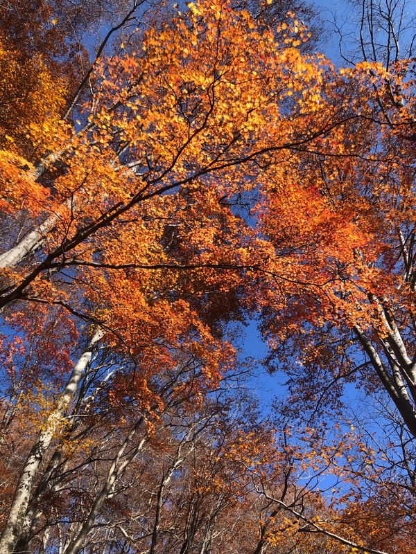 日本・群馬県「群馬　谷川岳ハイキング」の写真