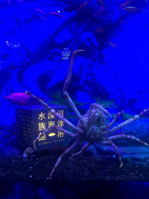 日本・熱海「熱海」の写真