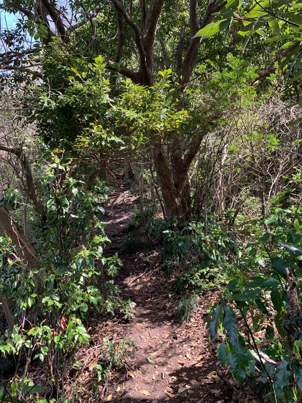 日本・神奈川県「初トレッキング」の写真