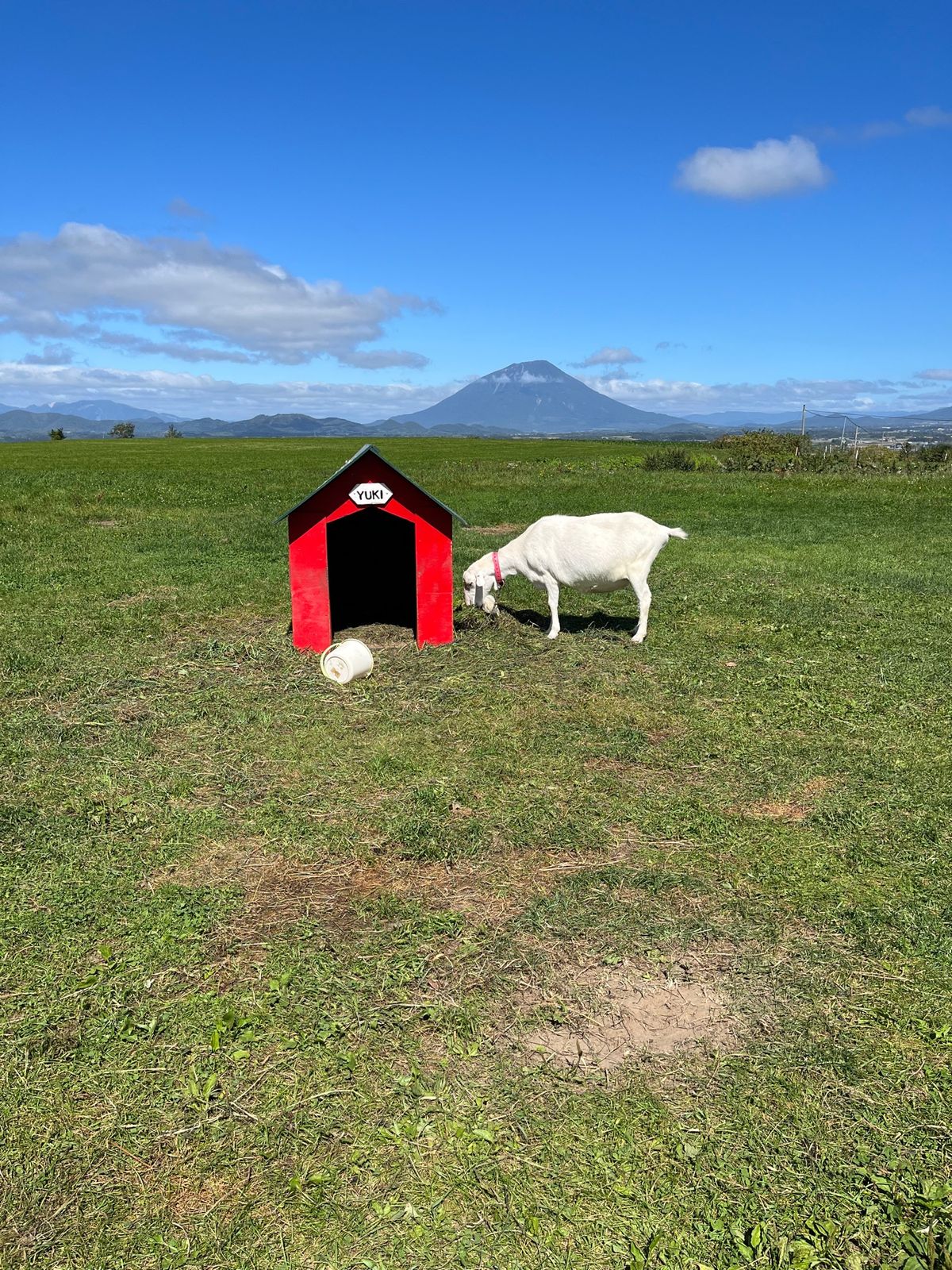 洞爺湖周遊。
レークヒルファームでジェラート🍨
ヤギのゆきちゃんと羊蹄山。...