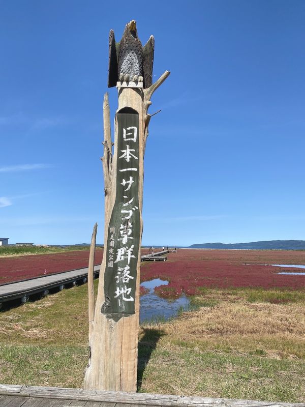 日本・北海道「常呂町から網走」の写真：今が見頃のアッケシソウ
綺麗だった〜
