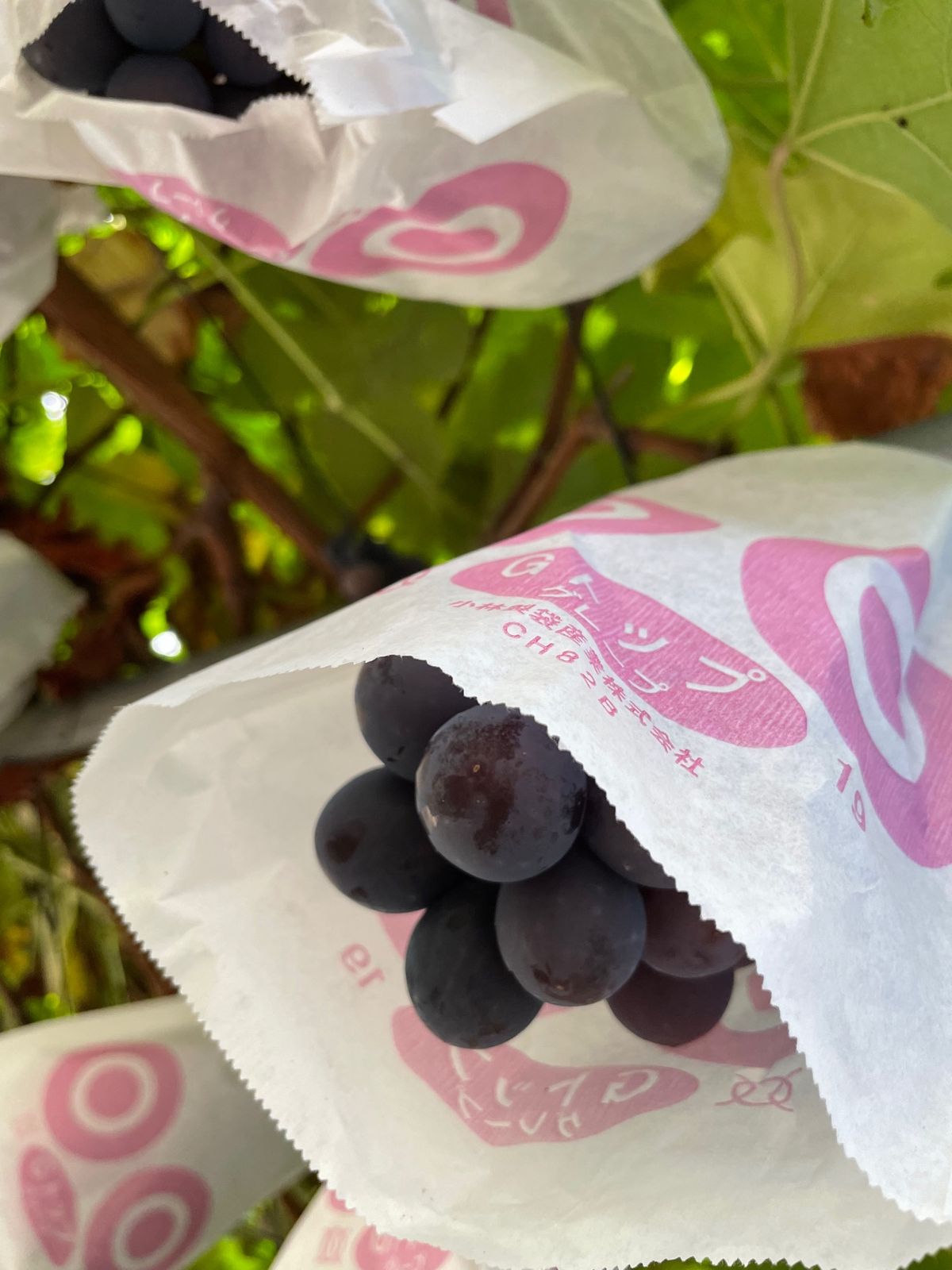 山口観光フルーツ農園
自宅でケーキ作り