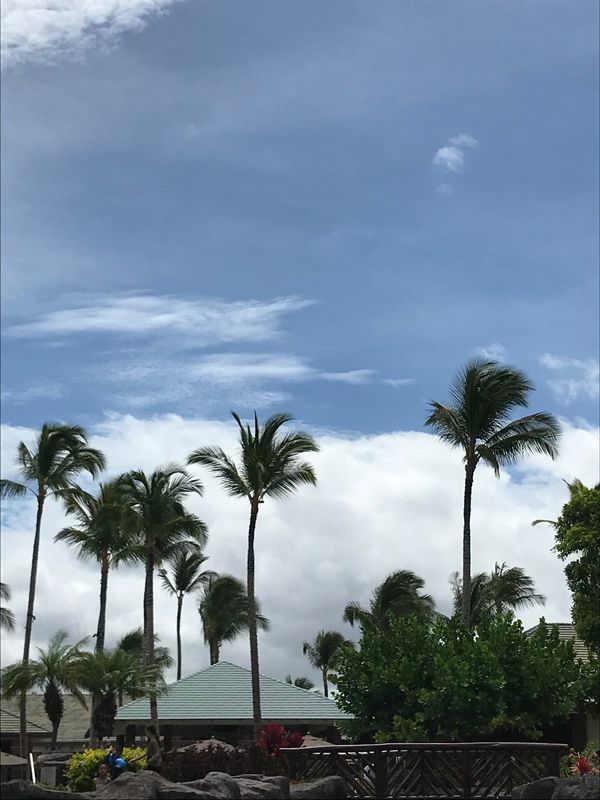 アメリカ(米国)・ハワイ島「ハワイ島」の写真