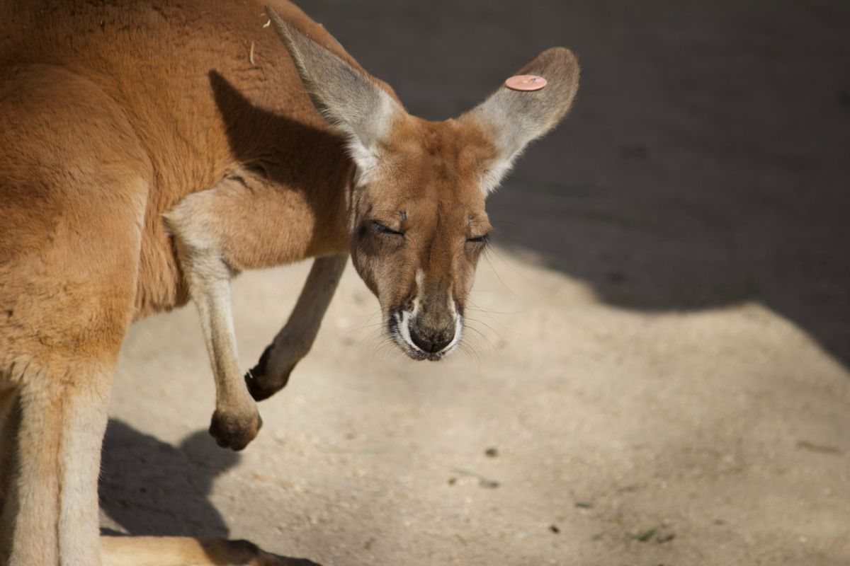 犬山城
東山動物園