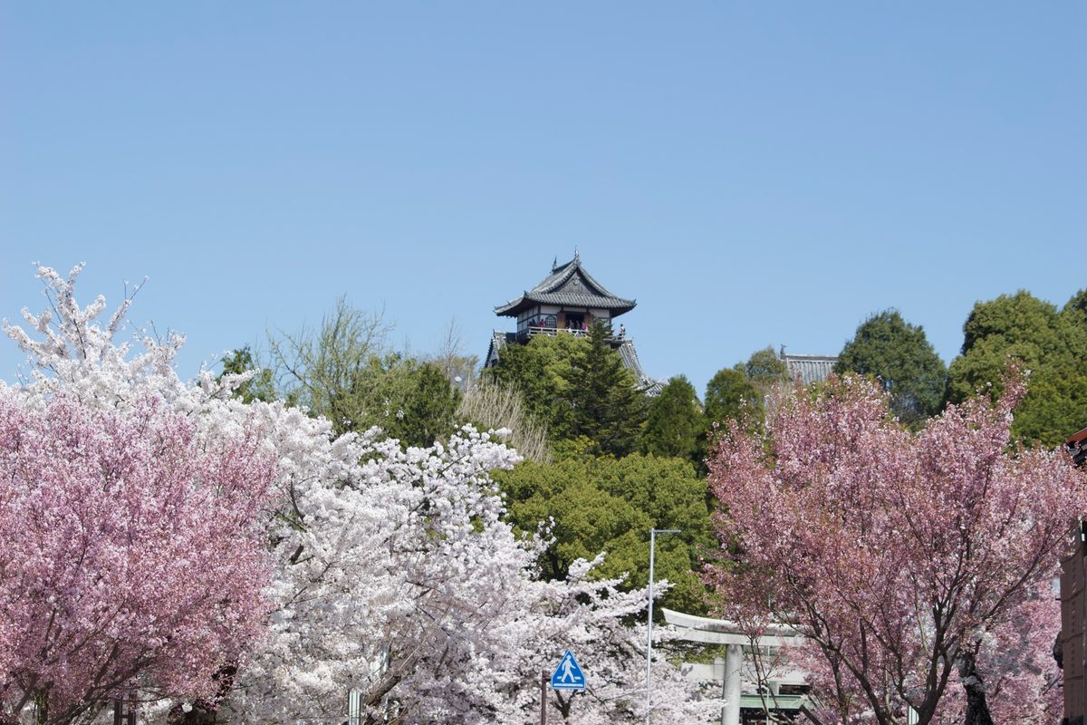 犬山城
東山動物園