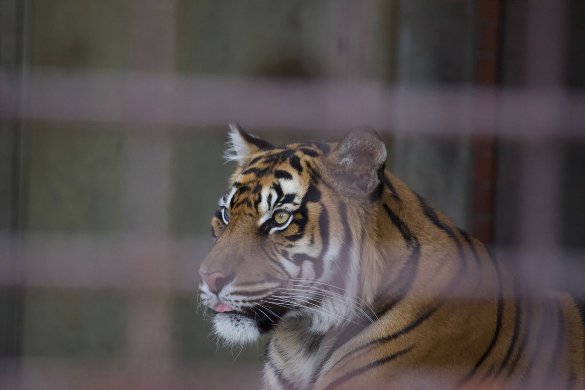 犬山城
東山動物園