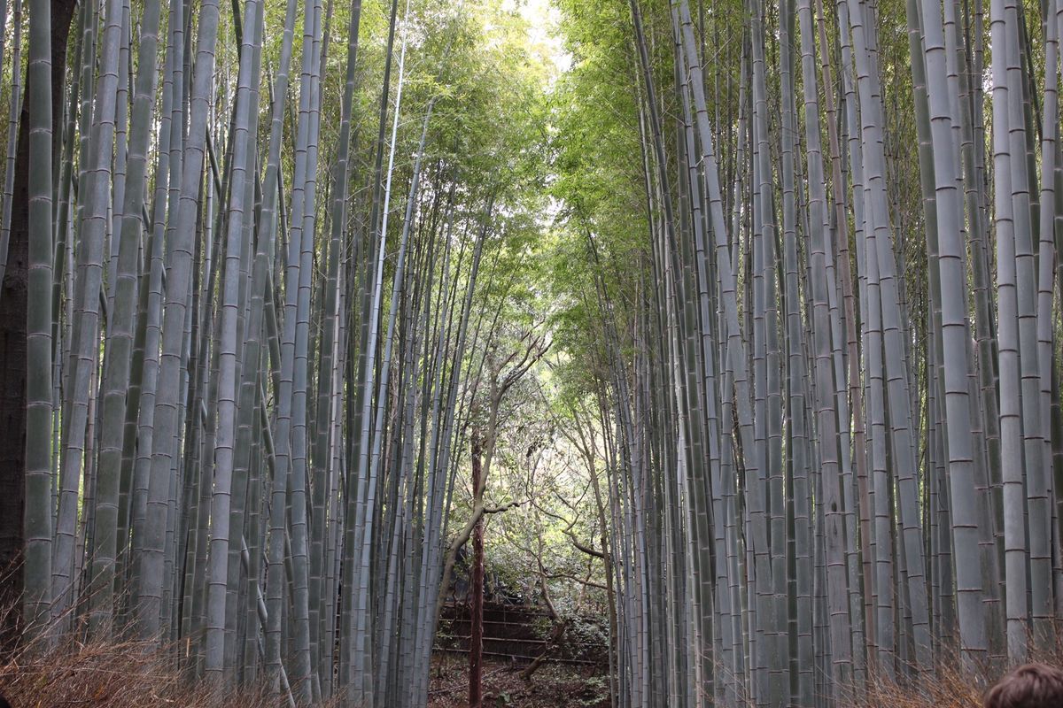 天龍寺
嵐山
仁和寺
大覚寺
東寺