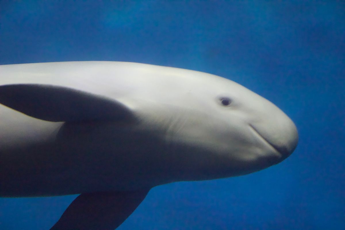 伊勢神宮
鳥羽水族館