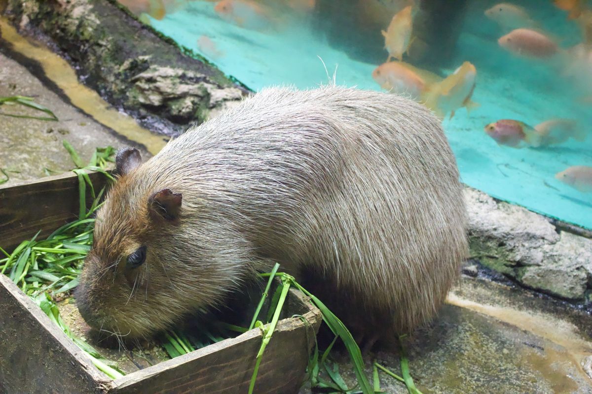 伊勢神宮
鳥羽水族館