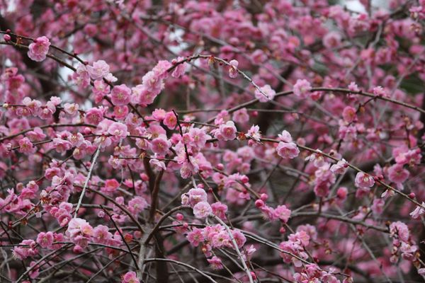 日本・静岡県「熱海」の写真：熱海