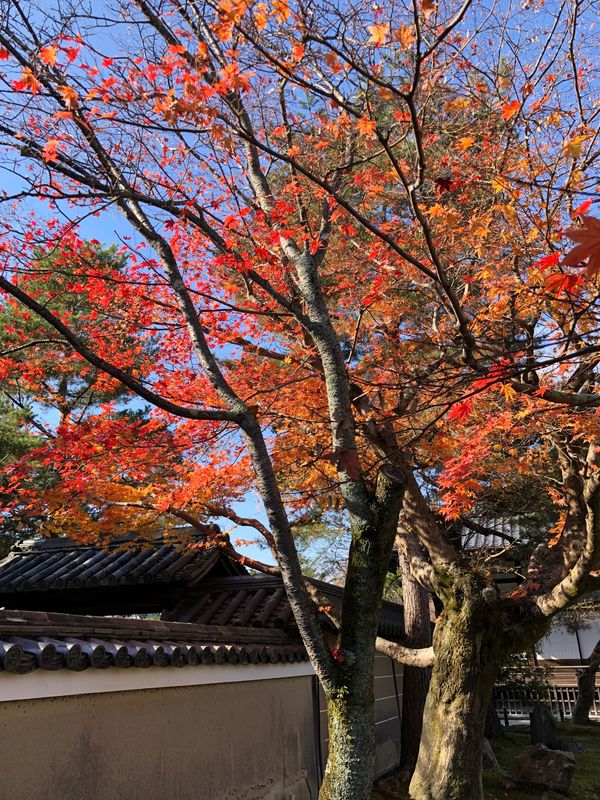 日本・京都府「京都の旅」の写真