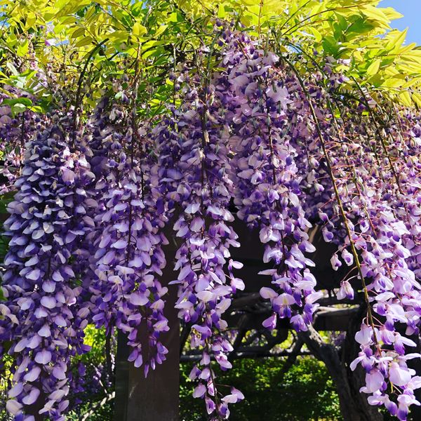 日本・神奈川県「湯河原の旅」の写真