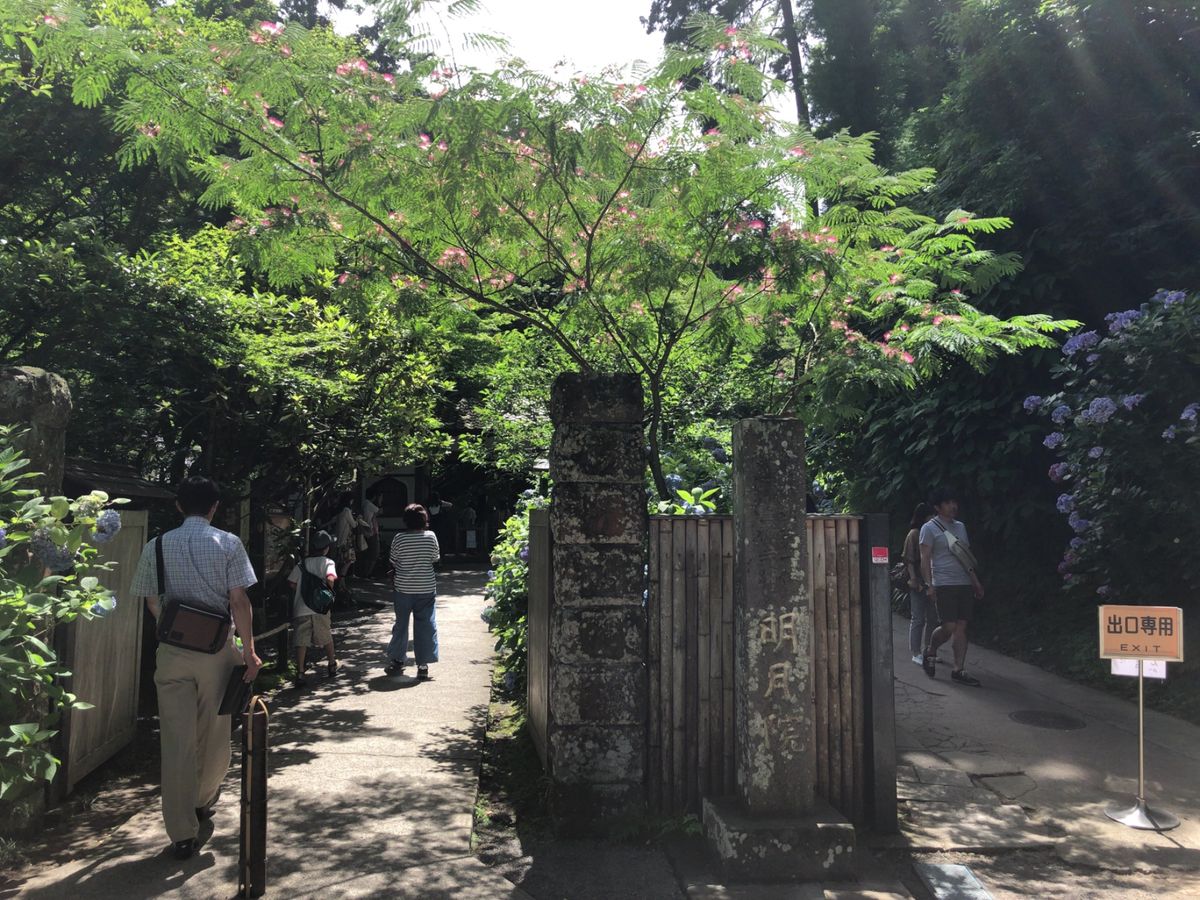 紫陽花で有名な明月院。