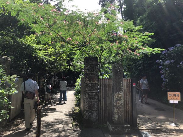 日本・鎌倉「2018年　鎌倉・東京家族旅行」の写真：紫陽花で有名な明月院。