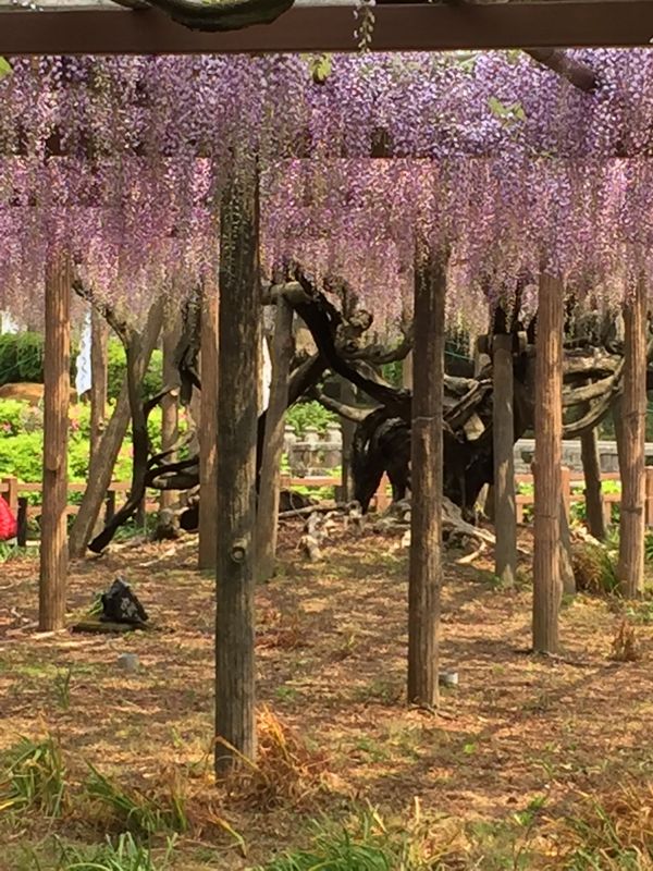 日本・神奈川県「湯河原の旅」の写真