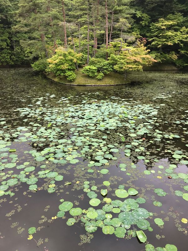 日本・京都府「京都の旅」の写真