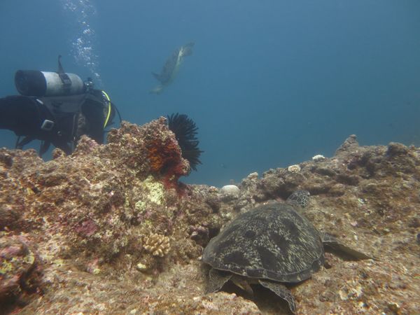 日本・石垣島「黒島日帰りダイビング」の写真：私の好きな生き物
ウミガメ、ハタタテハゼ...