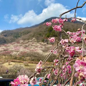 湯河原の梅を見て、エクシブで温泉と日本料理。次の日は湯河原カントリーでゴルフ⛳️