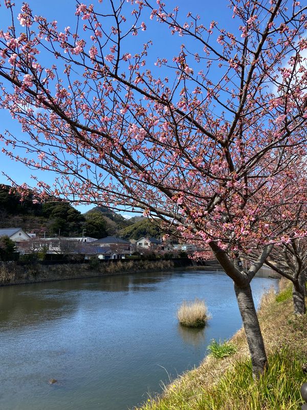 日本・静岡県「さよなら下田別荘　河津桜」の写真：下田の別荘にはお世話になったなー。
さみ...