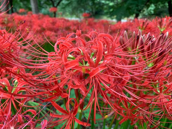 日本「巾着田」の写真：曼珠沙華