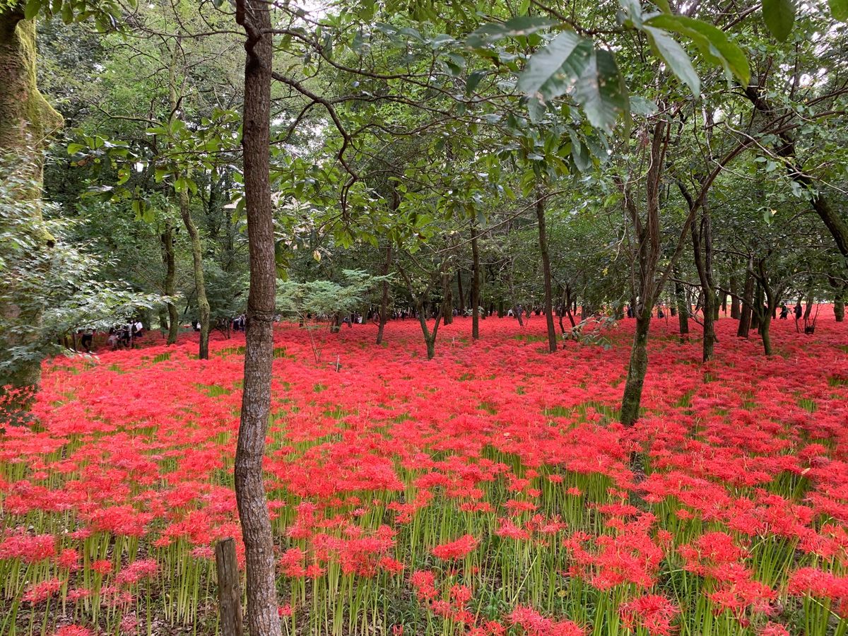 曼珠沙華