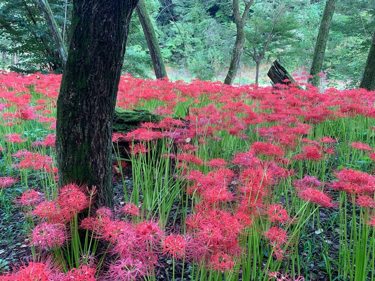 曼珠沙華
