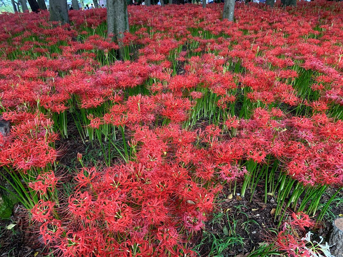曼珠沙華