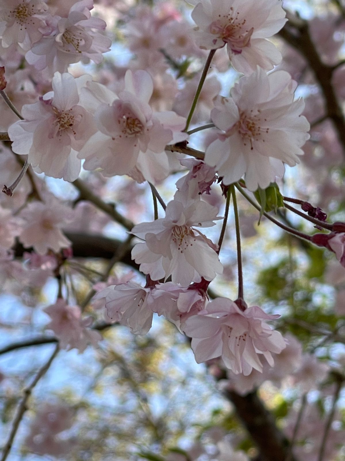 桜1