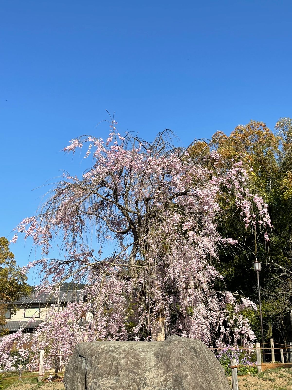桜1
