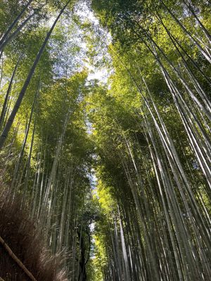 竹林の道