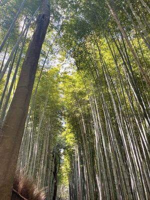 竹林の道