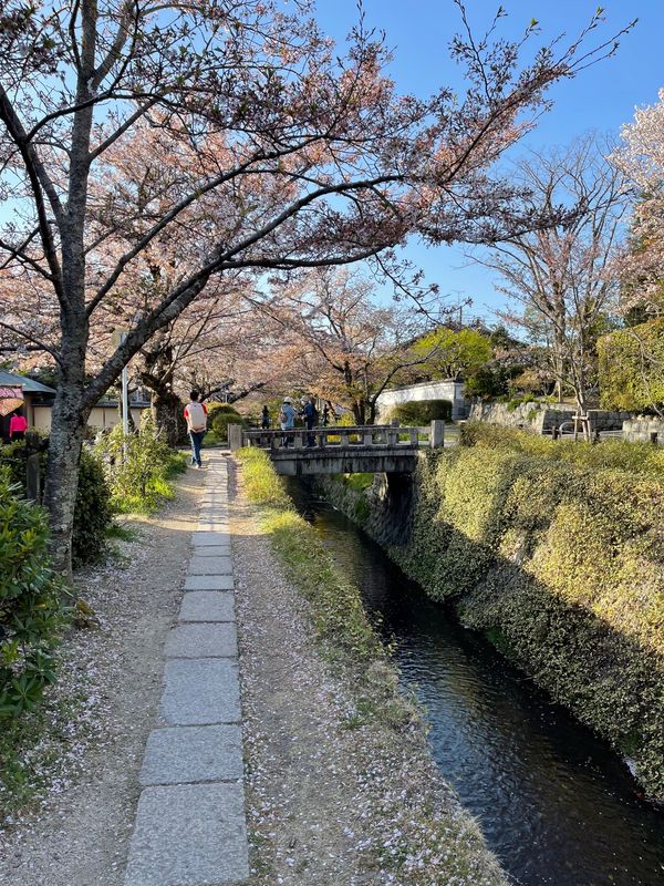 日本・京都府「Mar. 2022 京都　桜の旅」の写真：桜2
