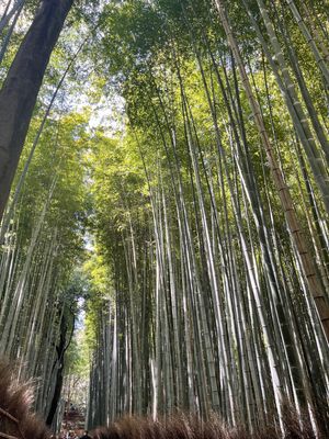 竹林の道