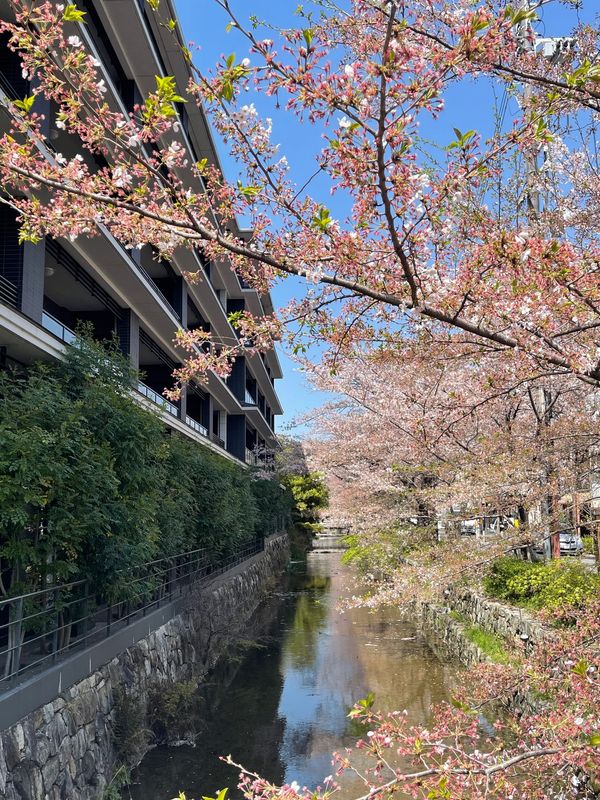 日本・京都府「Mar. 2022 京都　桜の旅」の写真：桜1