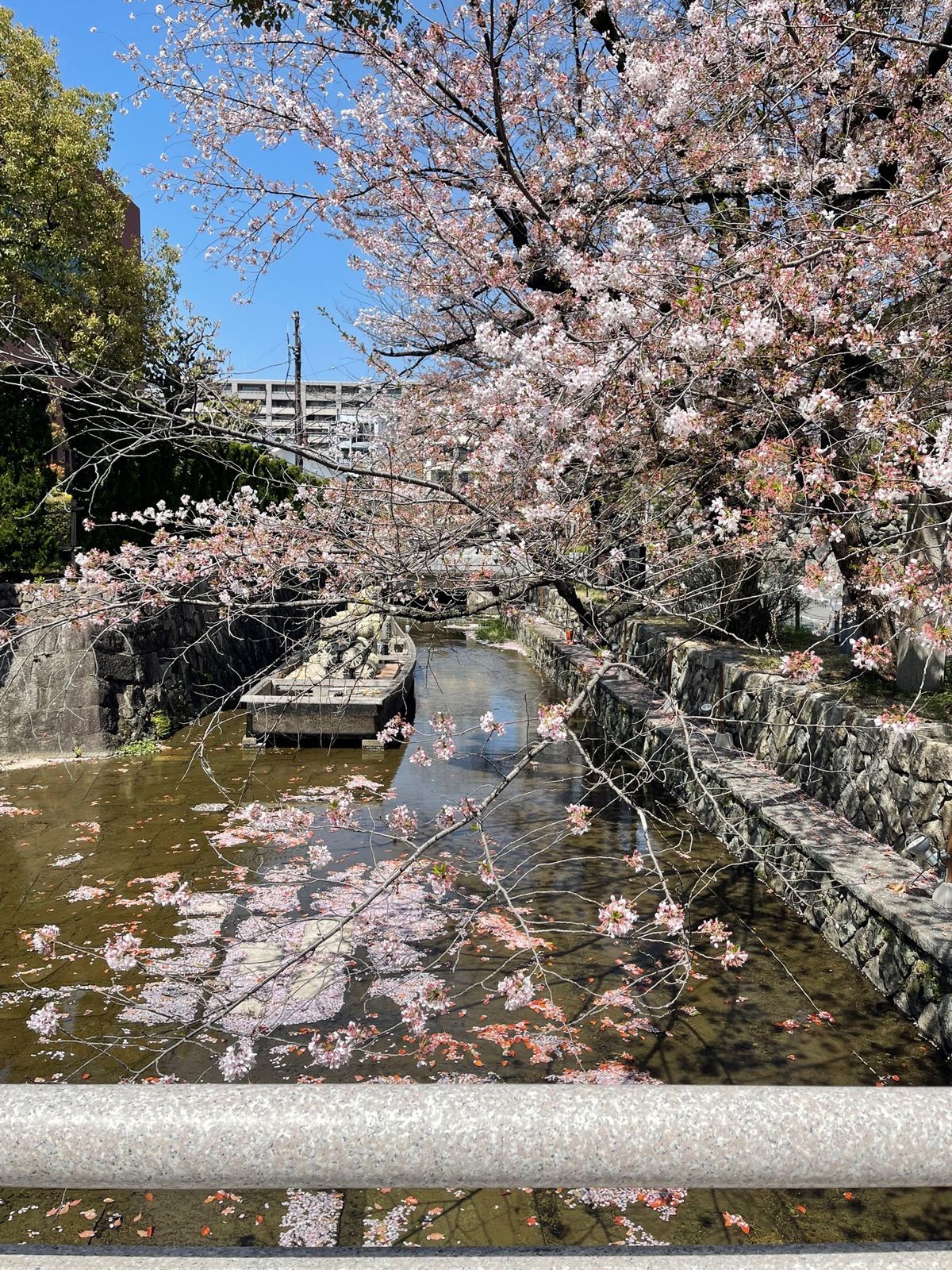 桜1
