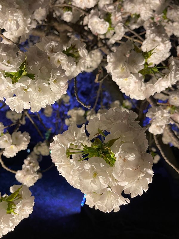 日本・京都府「Mar. 2022 京都　桜の旅」の写真：桜3