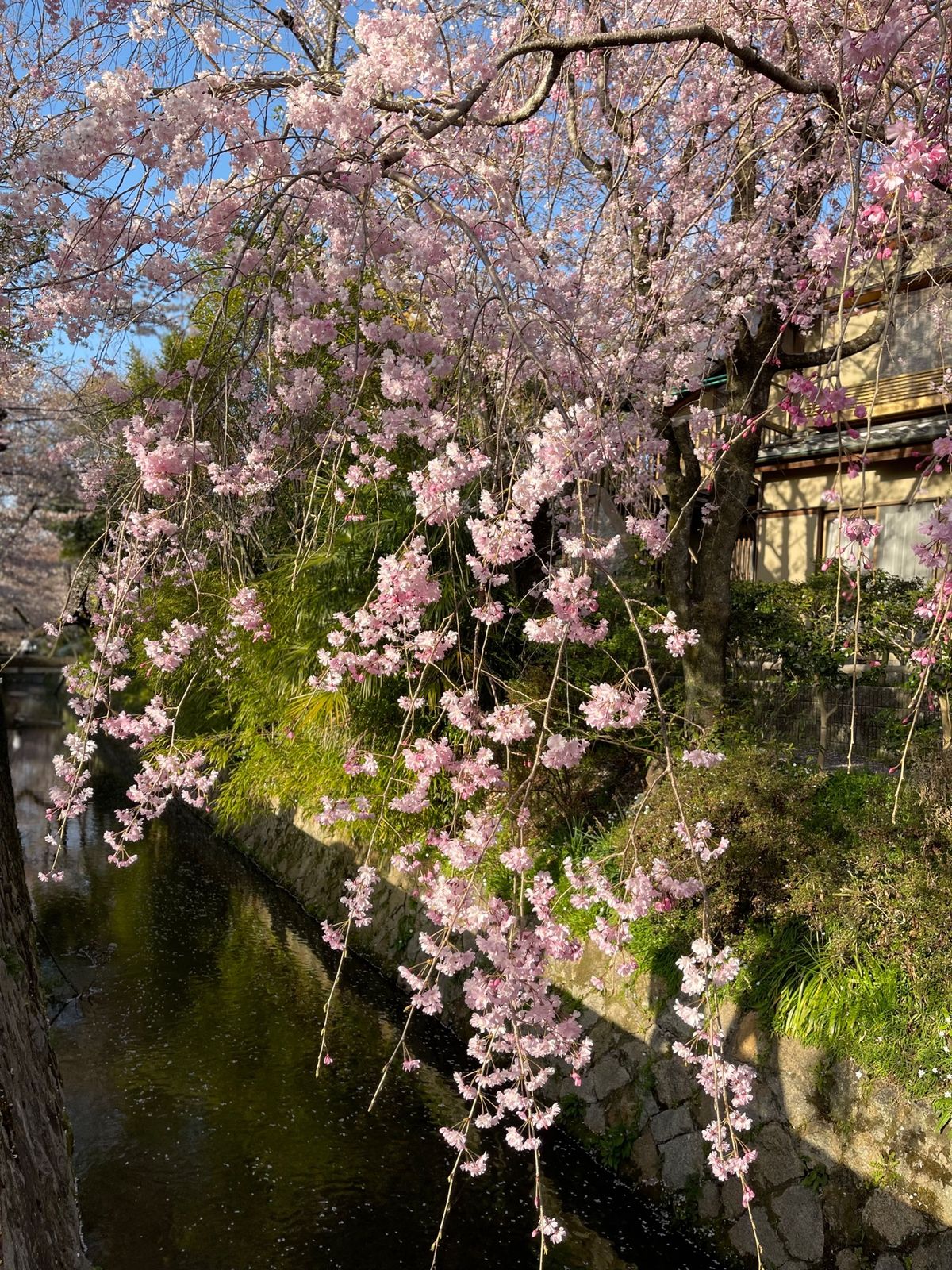 桜2