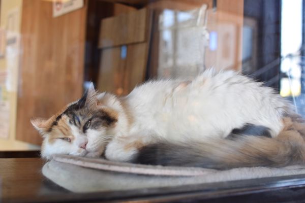 日本・和歌山県「和歌山日帰り旅」の写真