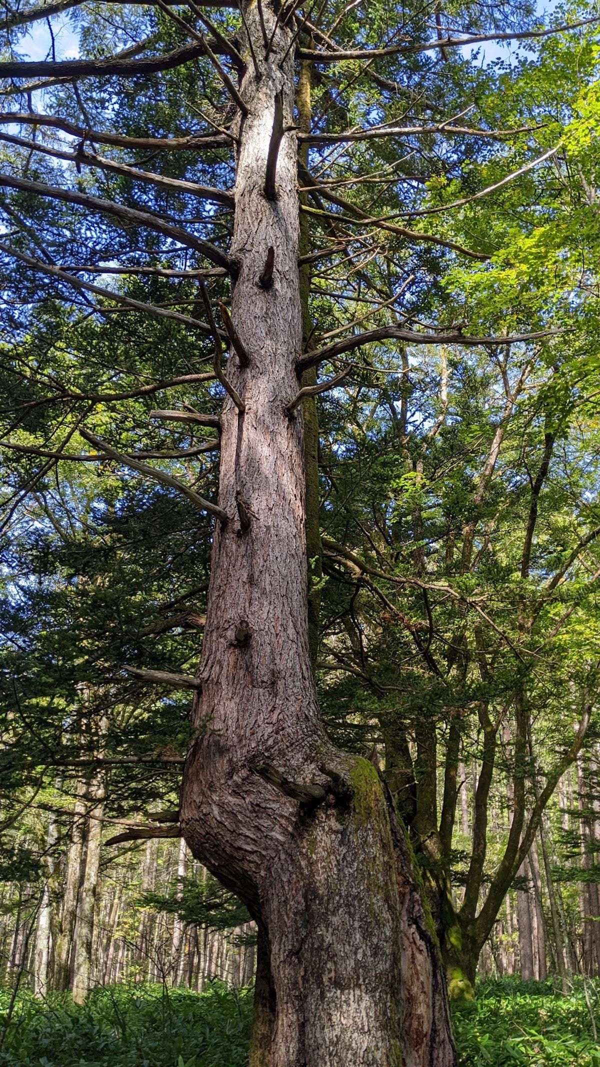 上高地 二日目
今日はとても天気が良くて最高！
まずは河童橋を通って、明神...