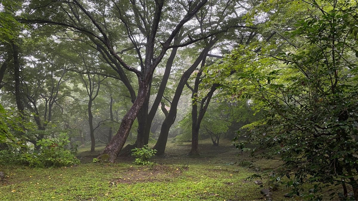 写真は中尊寺。