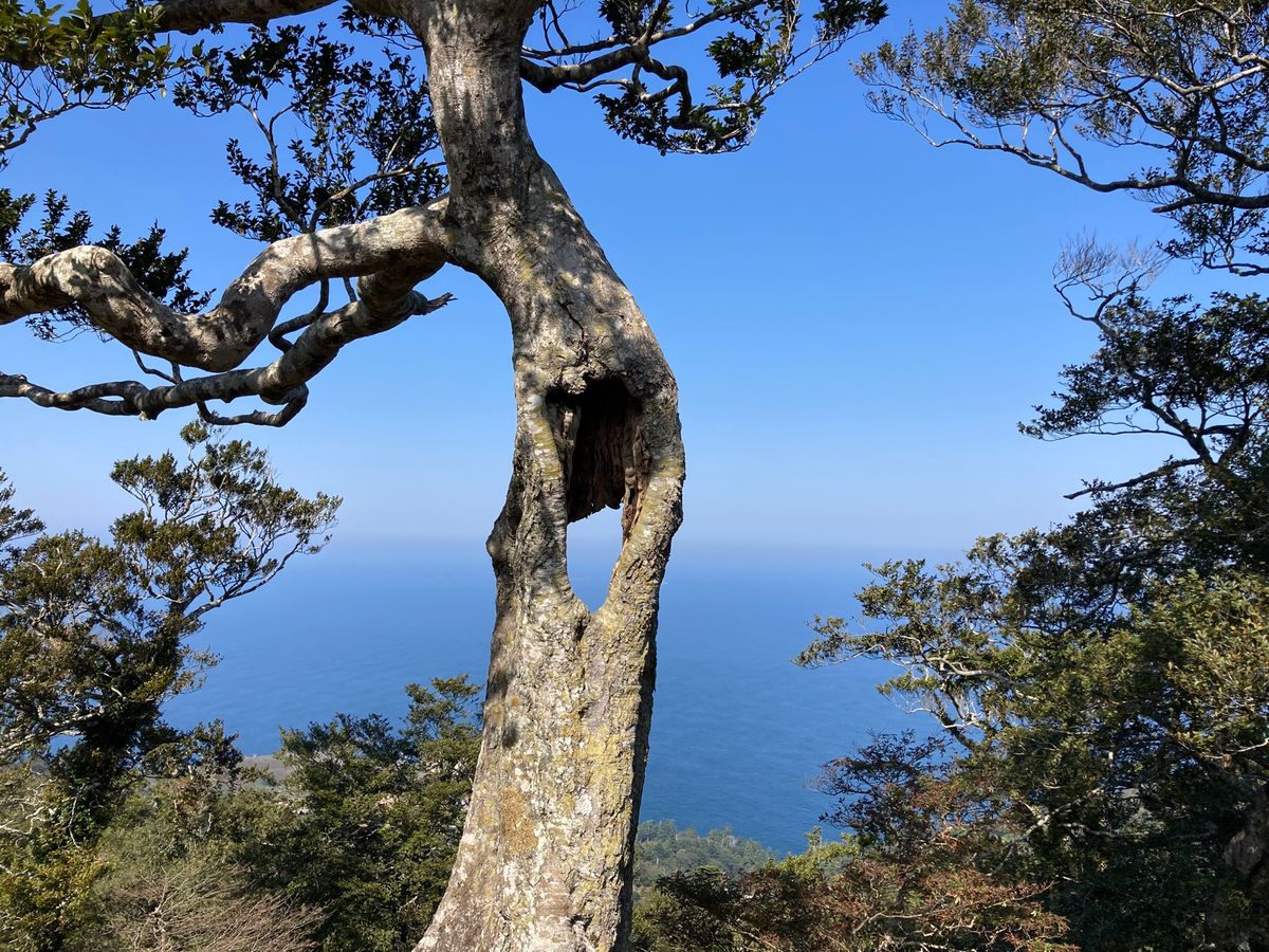 角切りの後は頂上（約440m）まで登山
金華山のコガネムシ？