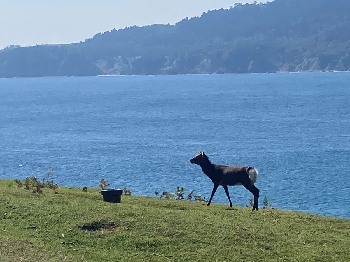 神鹿角切り行事祭
今回は女川から船で渡る（所要約40分）
参拝客の安全を守...