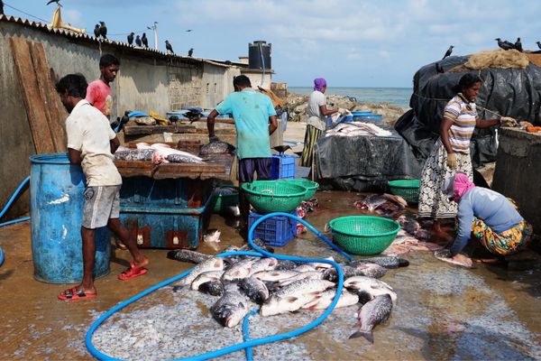 サウジアラビア・Riyadh「弾丸リヤド旅」の写真：ネゴンボのフィッシュマーケット