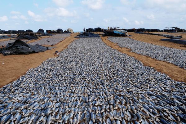 サウジアラビア・Riyadh「弾丸リヤド旅」の写真：スリランカ、ネゴンボのフィッシュマーケット